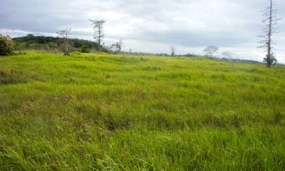 PP30-089-0636_1