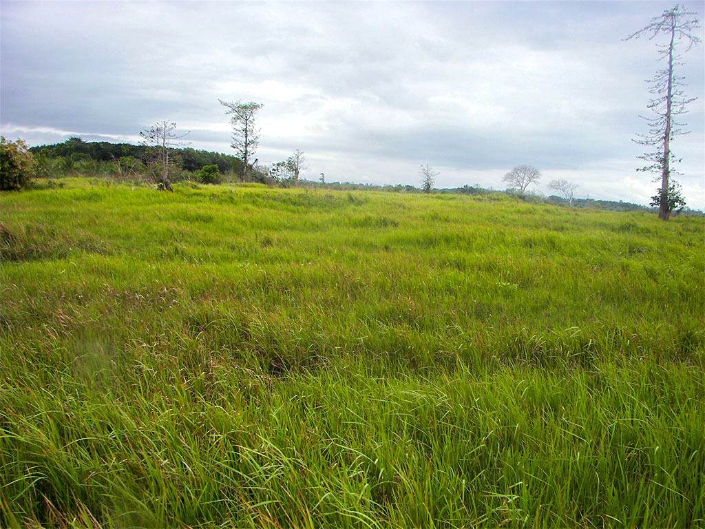 PP30-089-0636_1